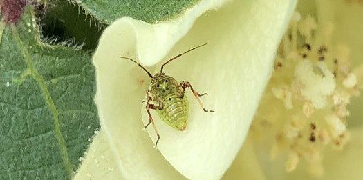 Figure 5. Immature tarnished plant bug.