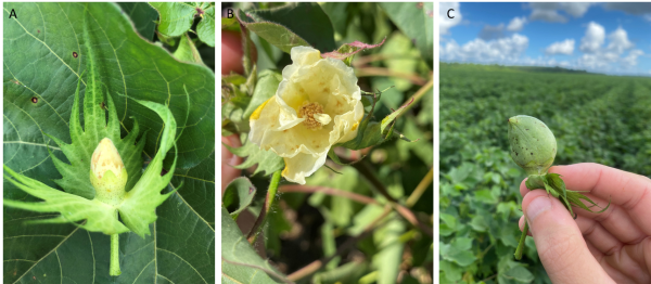 Figure 6. A dirty square (A), dirty bloom (B), and misshapen boll (C) from tarnished plant bug feeding.