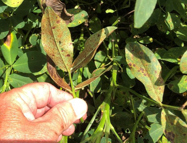 Figure 8. Orange rust pustules clearly visible on the undersides of leaves