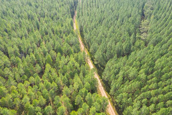 Aerial Viewpoint of pine trees