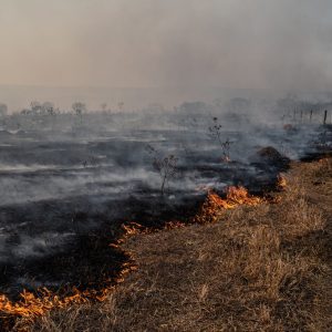 Fire burns vegetation