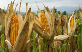 Corn Growing On a Farm
