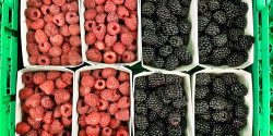 Blackberries and raspberries in baskets