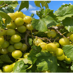 Figure 3. Yield and fruit quality of maturing ‘Hall’ muscadine grape at the CREC. 2022.