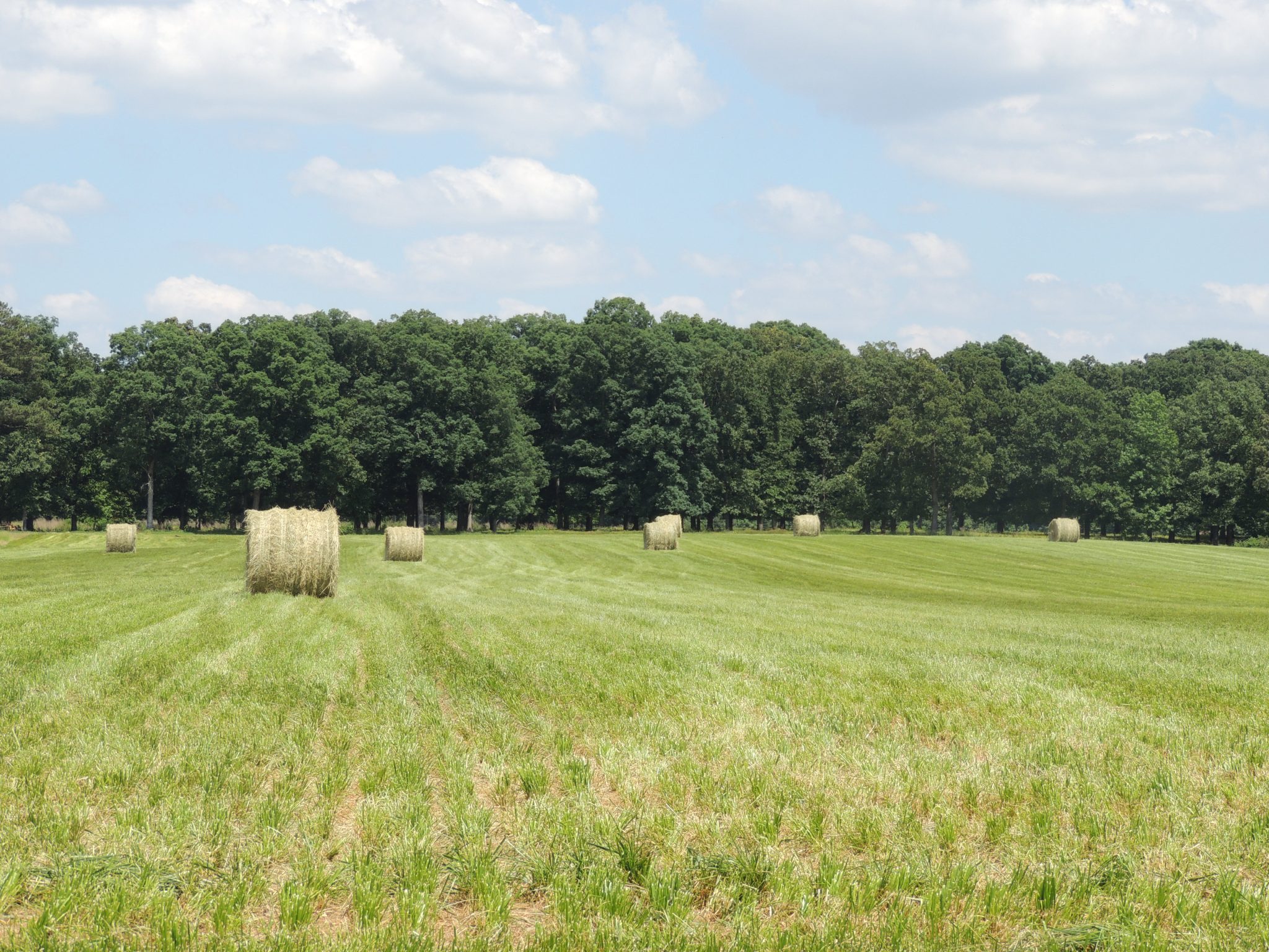 Hay sitting in a field