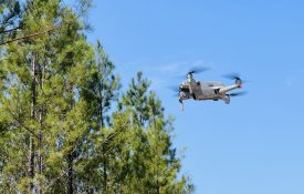 A drone flying near pine trees