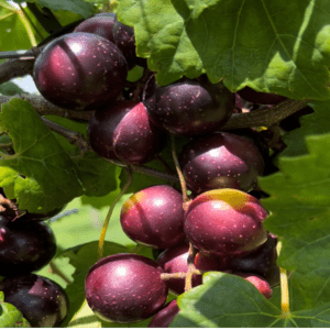 Figure 4. Yield and fruit quality of maturing ‘Lane’ muscadine grape at the CREC. 2022.
