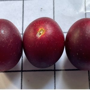 Fruit quality of maturing ‘Paulk’ muscadine grape at the CREC, AL, 2022. Each grid line is measuring one inch.