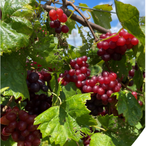 Yield and fruit quality of maturing ‘Razzmatazz’ muscadine grape at the CREC, AL, 2022.