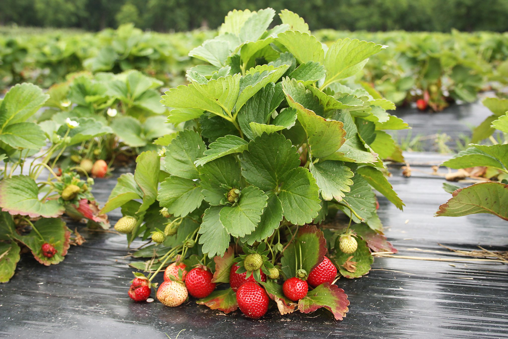 Strawberries growing in a field.