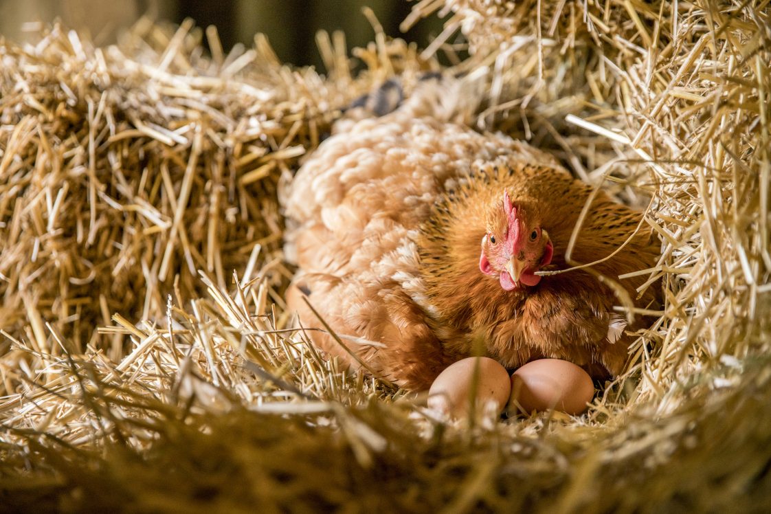 A tan chicken sitting on brown eggs in a nesting box filled with straw.