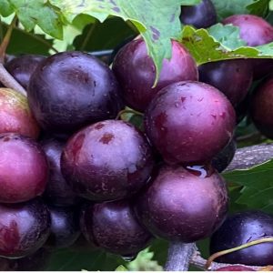 Figure 1. ‘Supreme’ muscadine grape grown at the CREC. 2022.