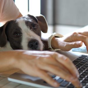 A dog sitting in the lap of a woman working on a laptop.