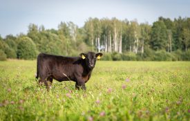 An angus calf standing in a pasture planted in clover.