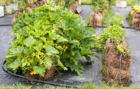 Parsley, carrots, arrugola, and spinach growing in a straw bale garden.