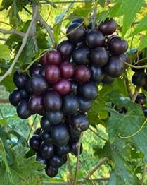 ield and fruit quality of maturing ‘Southern Home’ muscadine grape at the CREC, AL, 2022.