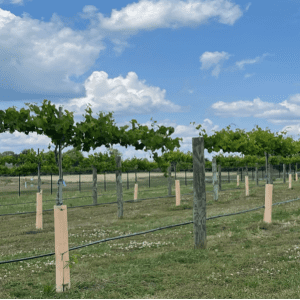 Figure 2. Experimental vineyard established at the CREC, Clanton, Alabama in 2019.