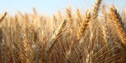 A-barley-field-with-a-blue-sky.