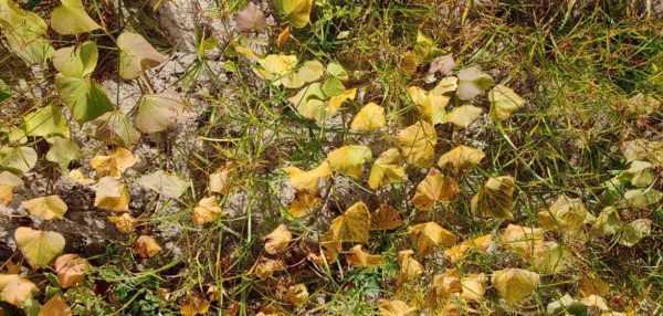 Figure 1. Leaf chlorosis and wilting due to southern root-knot nematode infection. (Photo credit: Zane Grabau, University of Florida)