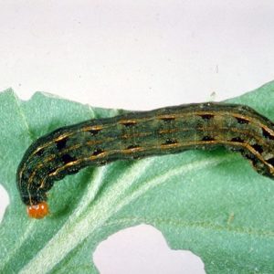 Southern Armyworm>br>Central Science Laboratory, Harpenden , British Crown, Bugwood.org
