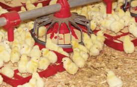 Chicks in a commercial poultry house