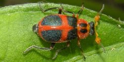 Figure 15. Collops beetle. (Photo credit: Jessica Louque, Smithers Viscient, Bugwood.org)