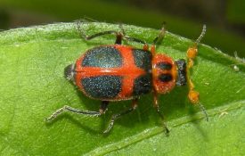 Figure 15. Collops beetle. (Photo credit: Jessica Louque, Smithers Viscient, Bugwood.org)