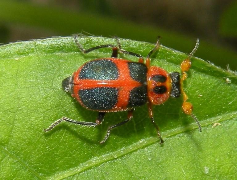 Figure 15. Collops beetle. (Photo credit: Jessica Louque, Smithers Viscient, Bugwood.org)