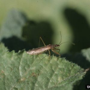 Figure 8. Damsel bug. (Photo credit: Alton N. Sparks Jr., University of Georgia, Bugwood.org)