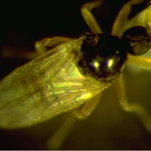 Figure 16. Drapetis fly. (Photo credit: Peter Ellsworth, University of Arizona)