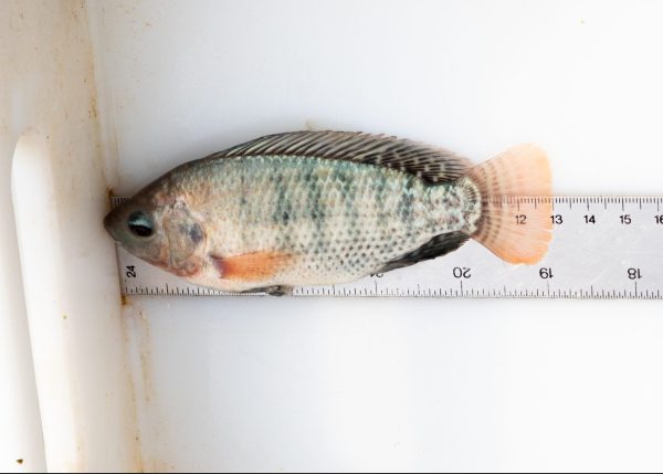 Figure 2. Measure from the tip of the snout to the end of the caudal (tail) fin to get the total length.
