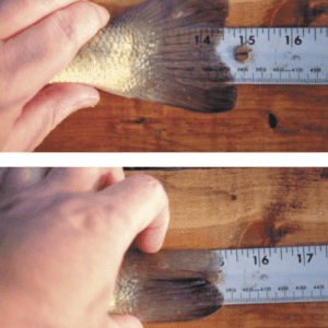 Figure 3. Squeeze the caudal (tail) fin to get the correct measurement.