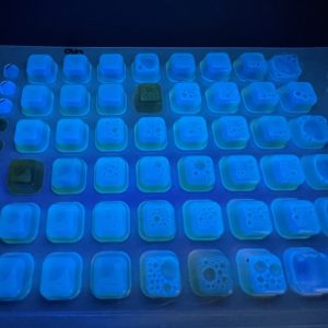 Figure 4. Water sample in Colilert-Tray System (IDEXX Laboratories), under UV light. Results are reported as colony-forming units (CFU) or most probable number (MPN), which represent a unit of measurement to determine the number of bacteria cells in a certain sample.