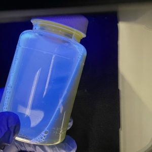 Figure 5. Water sample in Colilert (IDEXX Laboratories) bottle under UV light. Fluorescence indicates the presence of bacteria (E. coli).