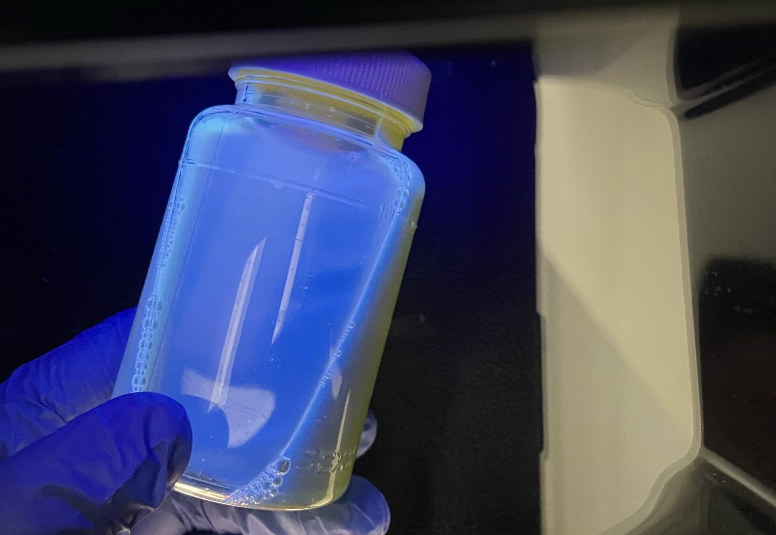 Figure 5. Water sample in Colilert (IDEXX Laboratories) bottle under UV light. Fluorescence indicates the presence of bacteria (E. coli).