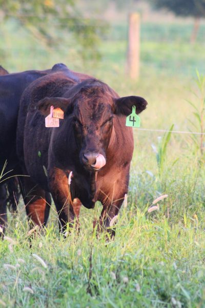 Black beef cattle