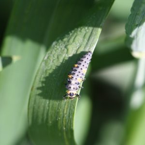 Figure 3. Lady beetle larvae. (Photo credit: Scott Stewart, University of Tennessee)