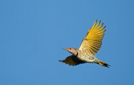 Yellow-shafted northern flicker