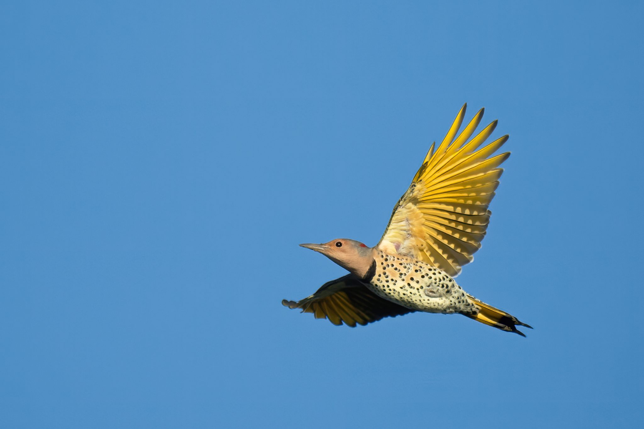 Yellow-shafted northern flicker