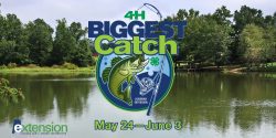 4-H Biggest Catch May 24 – June 3