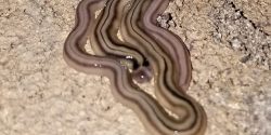 hammerhead-worm