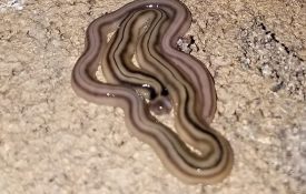 hammerhead-worm
