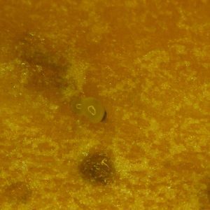 Figure 5. Root-knot nematode female (circled in blue) visible within the root tissue at 20X magnification.