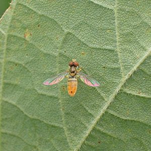 Figure 12. Syrphid fly adult. (Photo credit: Scott Stewart, University of Tennessee)