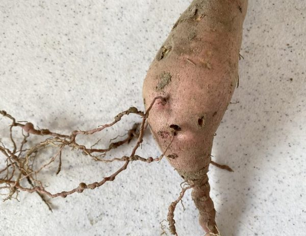 Figure 2. Southern root-knot nematode damage to sweet potato where galling is observable on the fibrous roots.