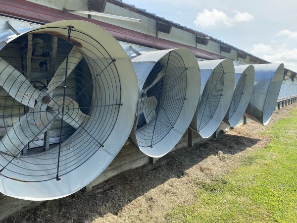 Tunnel exhaust fans on a poultry house.