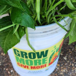 Green bean plants in a white bucket with the Grow More Give More logo on it.