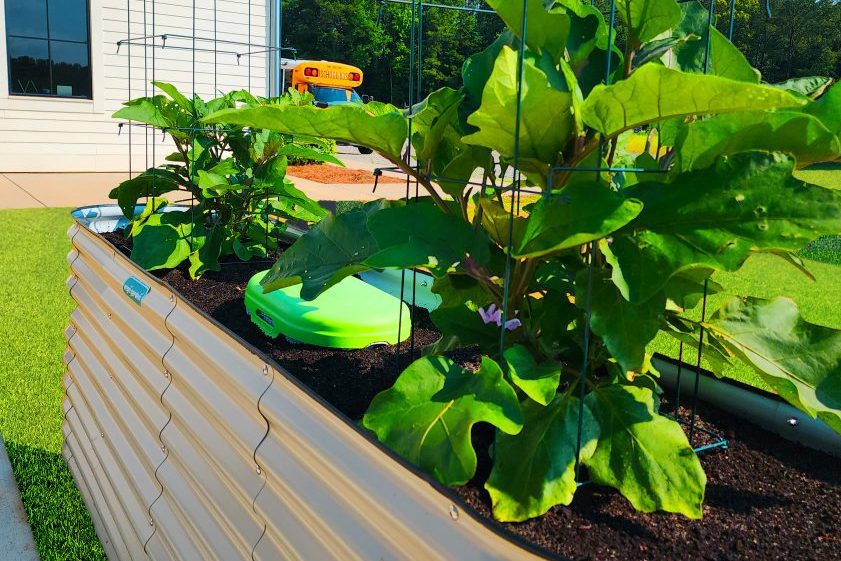 A raised bed garden in a metal tub.