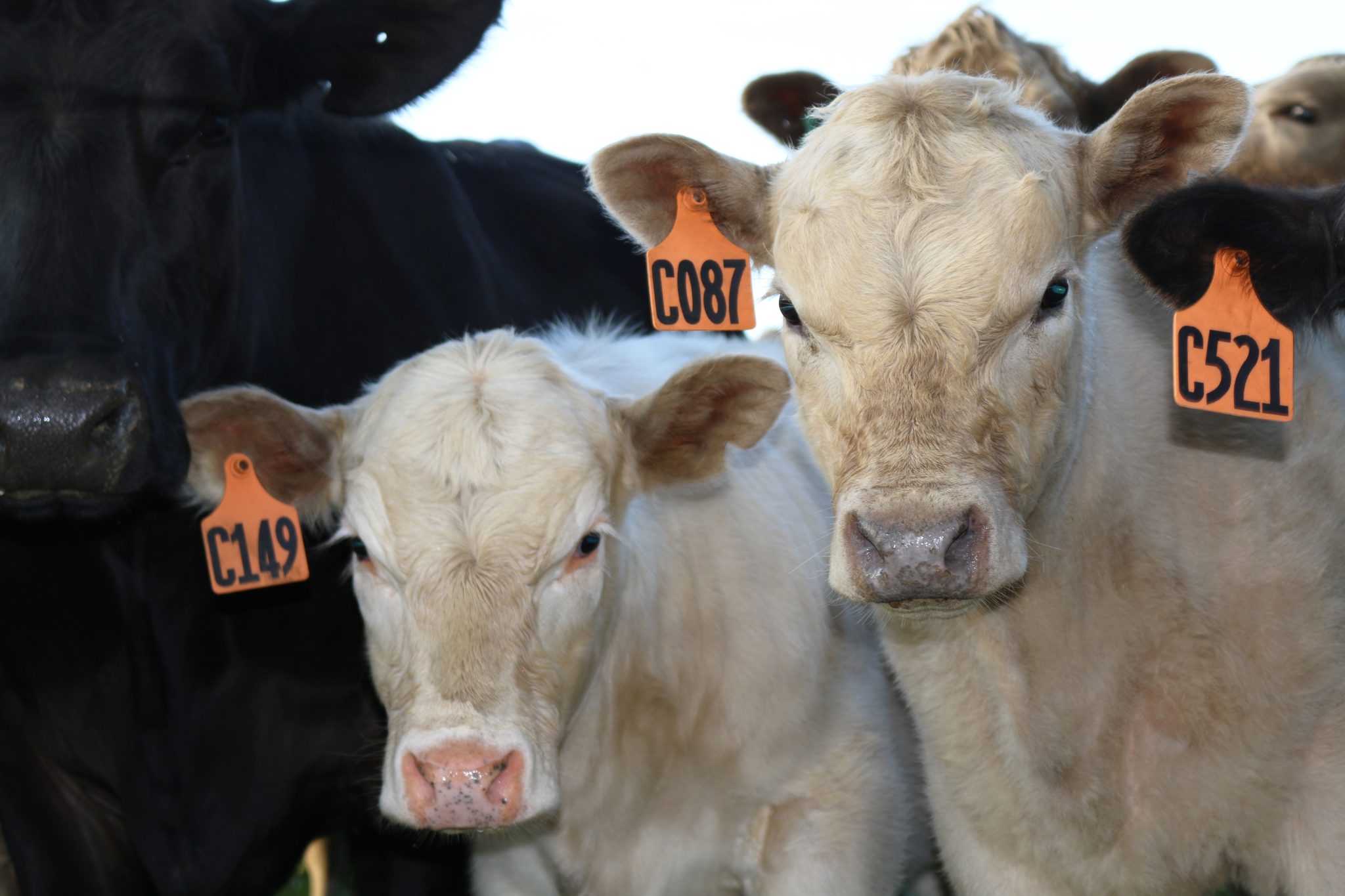 two commercial calves