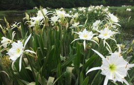 Cahaba lilies in a river